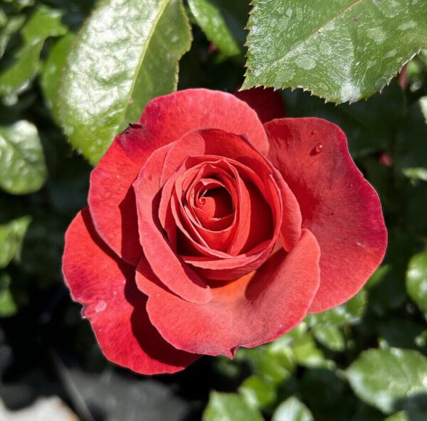 Hot Chocolate is an fragrant unusual brown floribunda rose with good disease resistance.