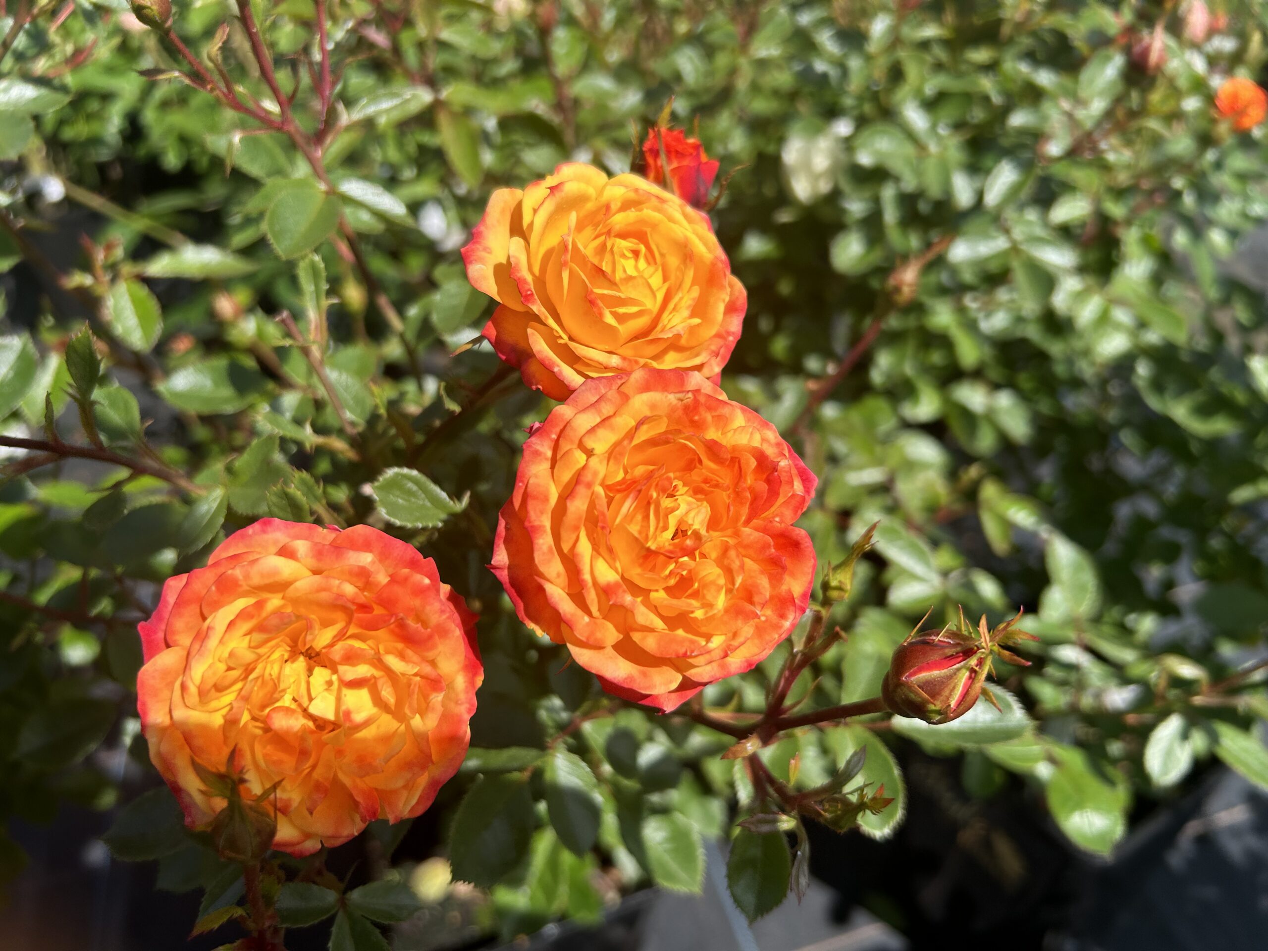 Irish eyes - Orange / Yellow Floribunda Rose