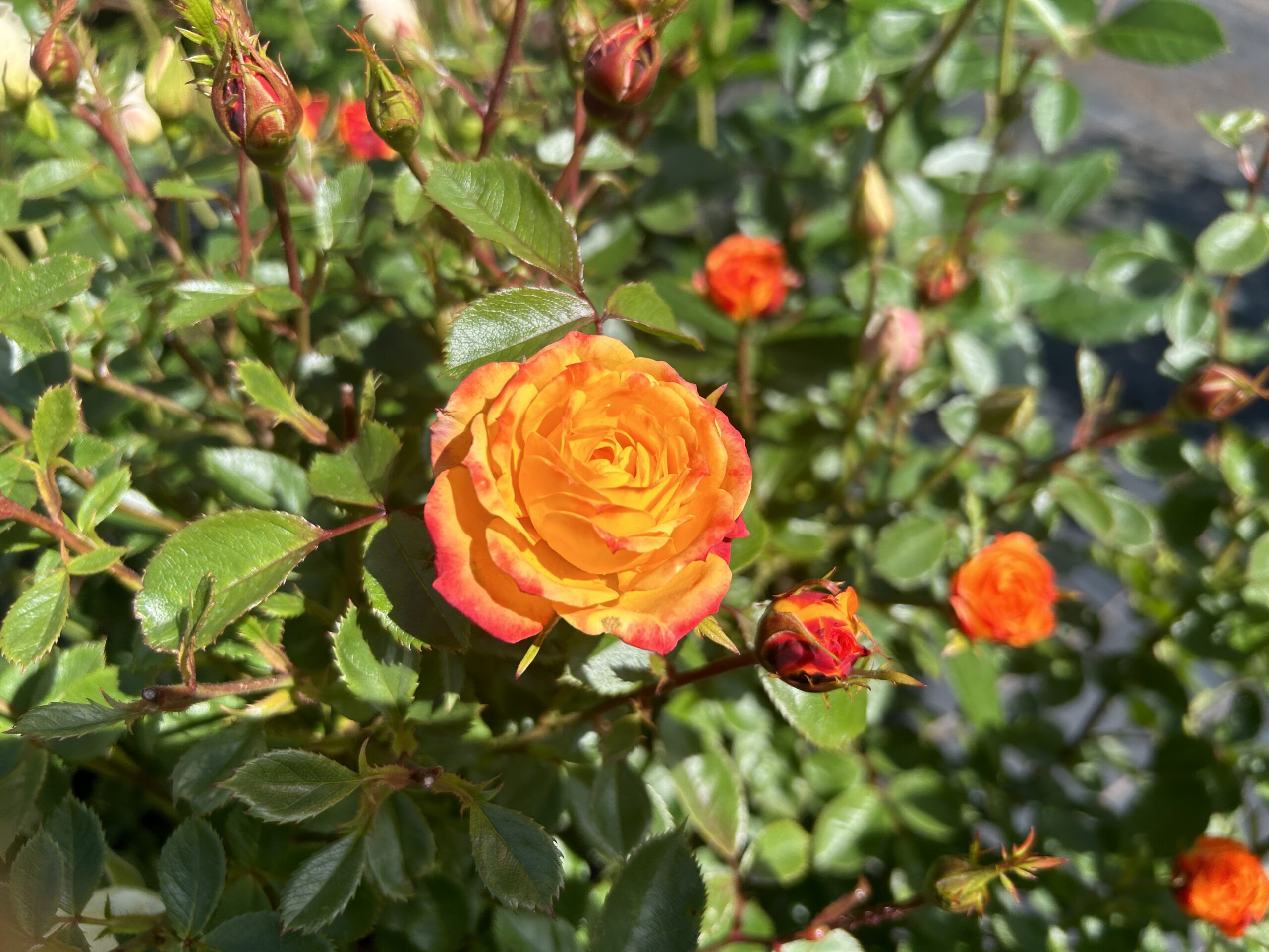 Irish eyes - Orange / Yellow Floribunda Rose