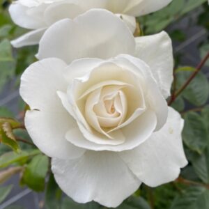 Climbing Iceberg is one of the purest white roses available. Flowers all summer and is exceptionally healthy.