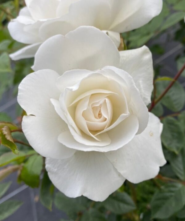 Climbing Iceberg is one of the purest white roses available. Flowers all summer and is exceptionally healthy.