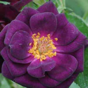 Midnight Blue - Fragrant Dark Purple Floribunda Rose.