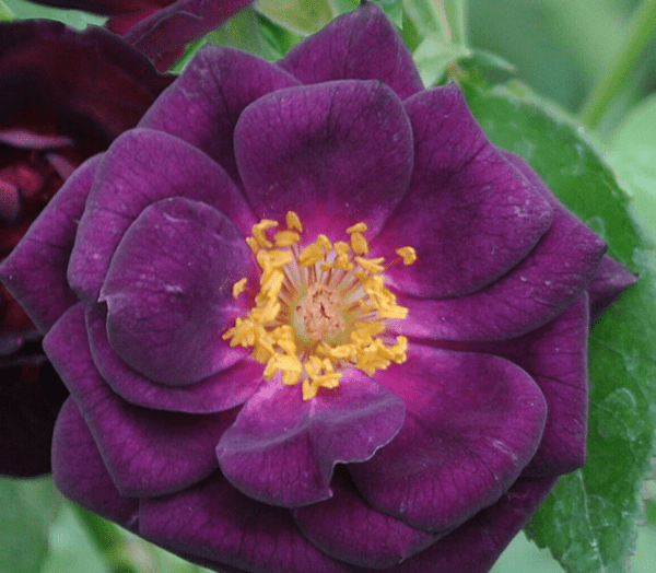 Midnight Blue - Fragrant Dark Purple Floribunda Rose.