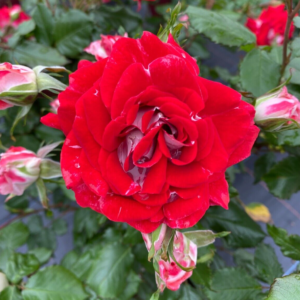 My Mum is a wonderful cluster flowering red and white floribunda rose.