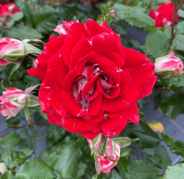 My Mum is a wonderful cluster flowering red and white floribunda rose.