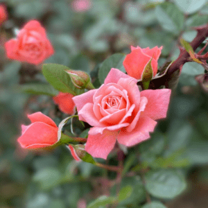 Nice Day is a healthy pink patio climbing rose which rampantly flowers in summer and grows quickly