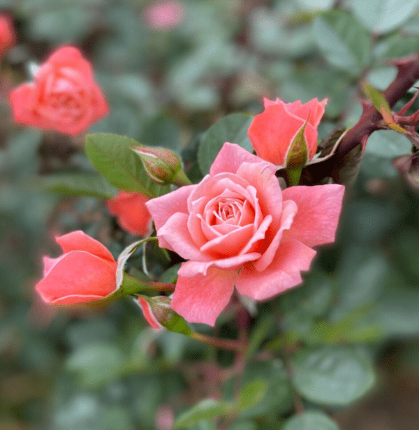 Nice Day is a healthy pink patio climbing rose which rampantly flowers in summer and grows quickly