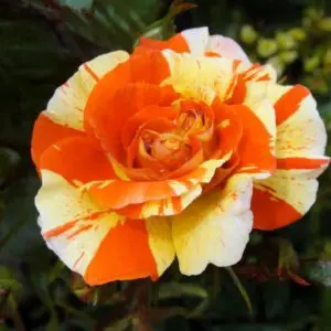 Oranges & Lemons is a wonderful striped floribunda rose.