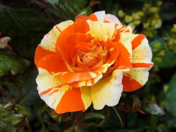 Oranges & Lemons is a wonderful striped floribunda rose.