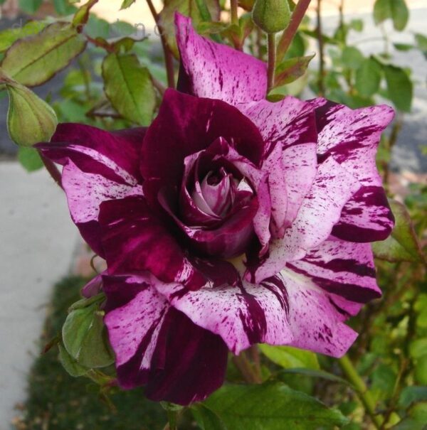 Purple tiger is a wonderful floribunda rose. blooming unique striped blooms of purple, pink and white.