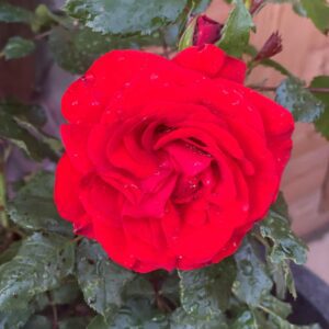 Remembrance is a fitting memorial gift with its soft red blooms, Subtle fragrance and excellent disease resistance.