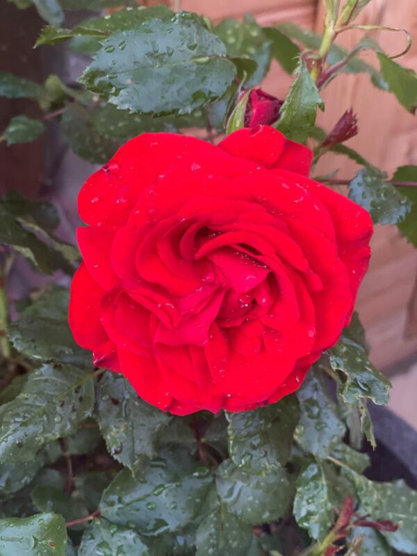 Remembrance is a fitting memorial gift with its soft red blooms, Subtle fragrance and excellent disease resistance.