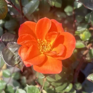 Warm Welcome is a very healthy orange flowering patio climbing rose.