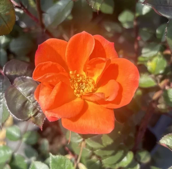 Warm Welcome is a very healthy orange flowering patio climbing rose.