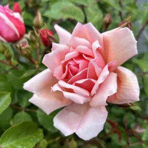 Albertine is a fast growing rambling rose. It blooms fragrant pink blooms in small clusters. Fast grower with exceptionally healthy folaige.