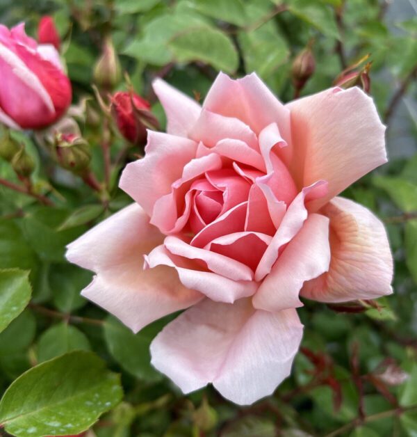 Albertine is a fast growing rambling rose. It blooms fragrant pink blooms in small clusters. Fast grower with exceptionally healthy folaige.