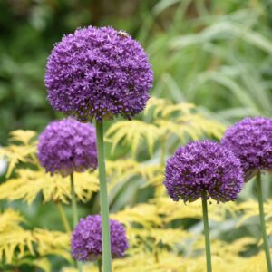 Allium Gladiator is a large flowering spring flowering bulbs. LArge purple flower heads are bourn on tall stems.