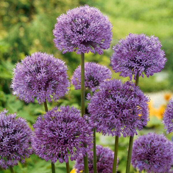 Allium Aflatunense is a purple flowering spring flowering bulb. Large purple flower heads have a fiant scent and are perfect for attracting pollinating insects.