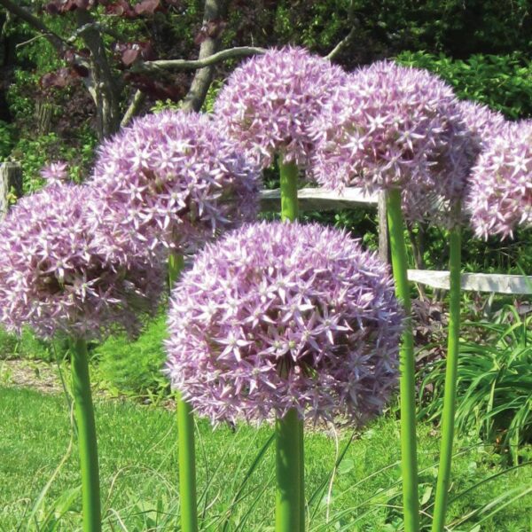 Allium Giganteum is a spring flowering bulb producing huge lilac flower heads on tall upright stems.