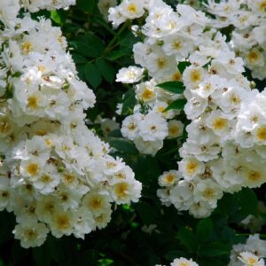 Rambling Rector is a fragrant white rambling rose that is healthy and repeat flowering.