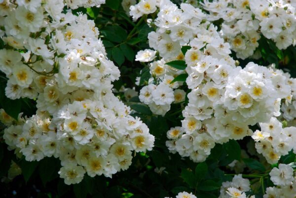 Rambling Rector is a fragrant white rambling rose that is healthy and repeat flowering.