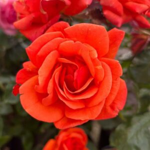 Tony is a fragrant floribunda rose that repeat flowers all summer and has excellent disease resistance.