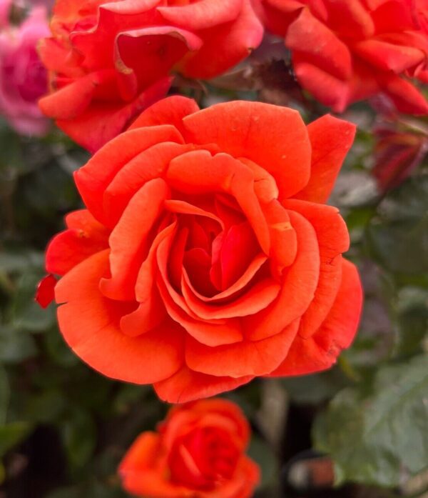 Tony is a fragrant floribunda rose that repeat flowers all summer and has excellent disease resistance.