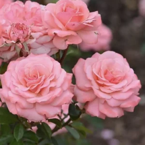 Wonderful Wendy is a wonderfully fragrant pink floribunda that flowers on mass all summer long.