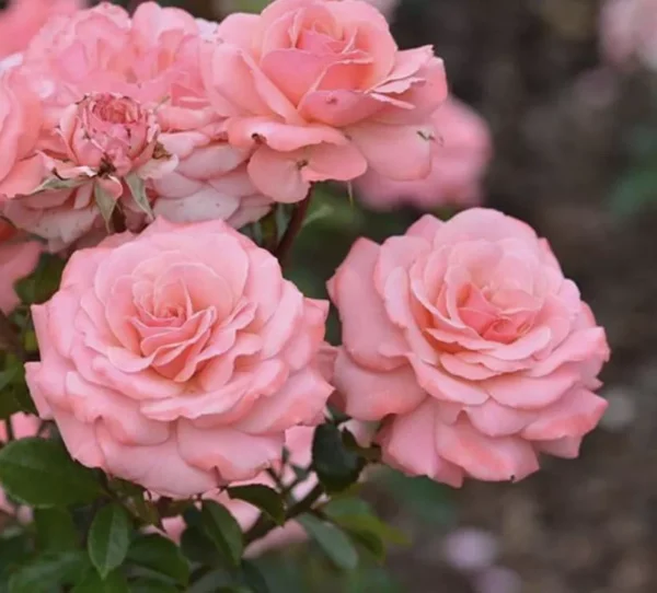 Wonderful Wendy is a wonderfully fragrant pink floribunda that flowers on mass all summer long.