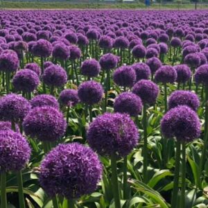 Allium Globemaster is a large purple flowering spring flowering bulb.