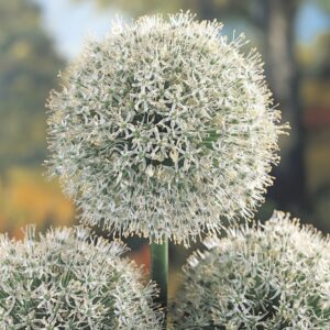 Allium Mont Blanc is a wonderful white spring flowering bulb. Large white flower bulbs are bourn on tall upright stems. Perfect for attracting pollinators to the garden.