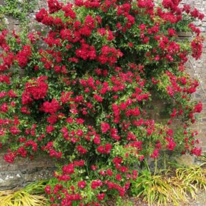 Rambling Rosie is a red flowering rambling rose that flowers on mass. Is wonderfully fragrant and very healthy.