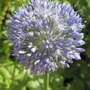 Allium Azereum is a tall flowering blue spring flowering bulb.