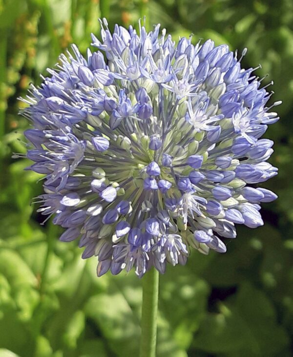 Allium Azereum is a tall flowering blue spring flowering bulb.