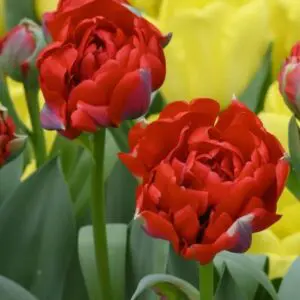 Carlton Double Tulips produce glowing red blooms. Grows to around 40 to 50 cm in height. Flowering from mid April. 