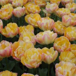 Cream Upstar double tulip has blooms of cream, white and pink blends. Grows to around 40 to 50 cm in height. Flowering from mid April.