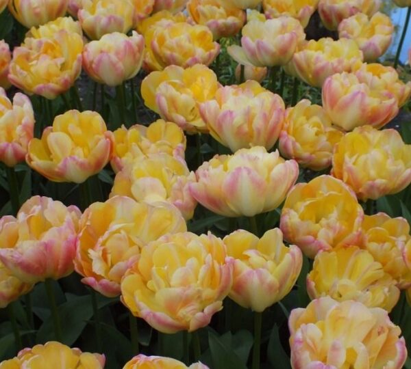 Cream Upstar double tulip has blooms of cream, white and pink blends. Grows to around 40 to 50 cm in height. Flowering from mid April.