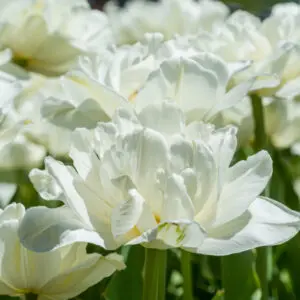 Mount Tacoma double tulip has pure white blooms. Grows to around 40 to 50 cm in height. Flowering from mid April