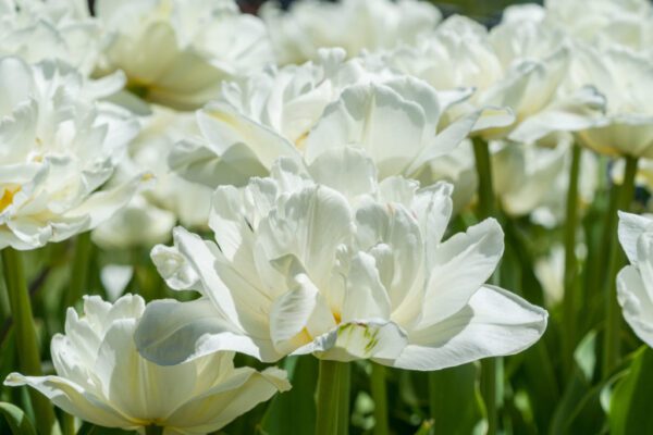 Mount Tacoma double tulip has pure white blooms. Grows to around 40 to 50 cm in height. Flowering from mid April