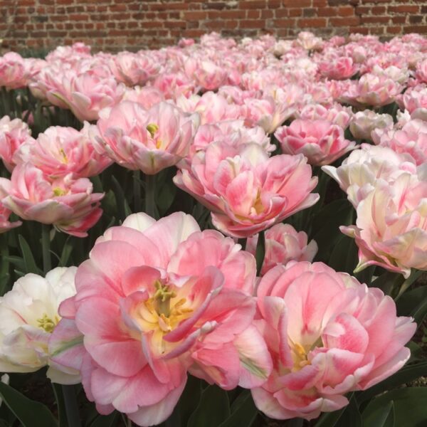 Peach Blossom double tulip has blooms of white, peach and pink blends. Grows to around 40 to 50 cm in height. Flowering from mid April.