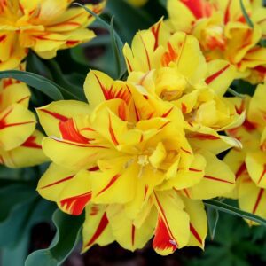 Monsella Double Tulips produce glowing red and yellow Striped blooms. Grows to around 40 to 50 cm in height. Flowering from mid April.