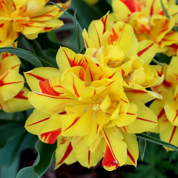 Monsella Double Tulips produce glowing red and yellow Striped blooms. Grows to around 40 to 50 cm in height. Flowering from mid April.