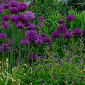 Allium Purple Sensation is a purple spring flowering bulbs. it has a large flower heads of deep purple star shaped flowers. perfect for attracting pollinating insects to the garden.