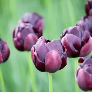 Black Hero produces darkest red almost black blooms. Grows to around 40 to 50 cm in height from mid April