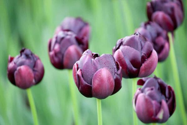 Black Hero produces darkest red almost black blooms. Grows to around 40 to 50 cm in height from mid April