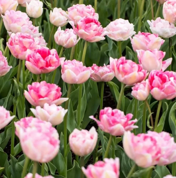 Angelique  double tulip has blooms of white and deep pink blends.