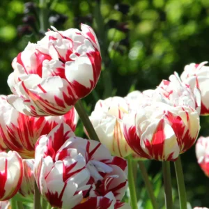 Carnaval De Nice Double Tulips produce red and white Striped blooms. Grows to around 40 to 50 cm in height. Flowering from late April.