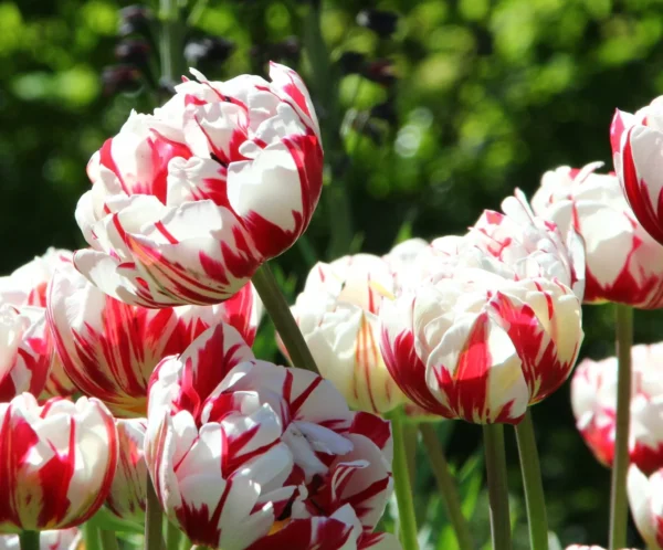 Carnaval De Nice Double Tulips produce red and white Striped blooms. Grows to around 40 to 50 cm in height. Flowering from late April.