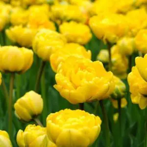 Monte Carlo double tulip has blooms of glowing yellow. Grows to around 40 to 50 cm in height. Flowering from mid April.