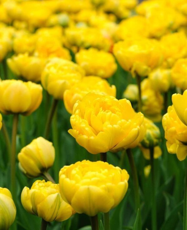 Monte Carlo double tulip has blooms of glowing yellow. Grows to around 40 to 50 cm in height. Flowering from mid April.